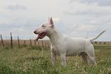 BULL TERRIER MINIATURE 113